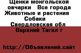 Щенки монгольской овчарки - Все города Животные и растения » Собаки   . Свердловская обл.,Верхний Тагил г.